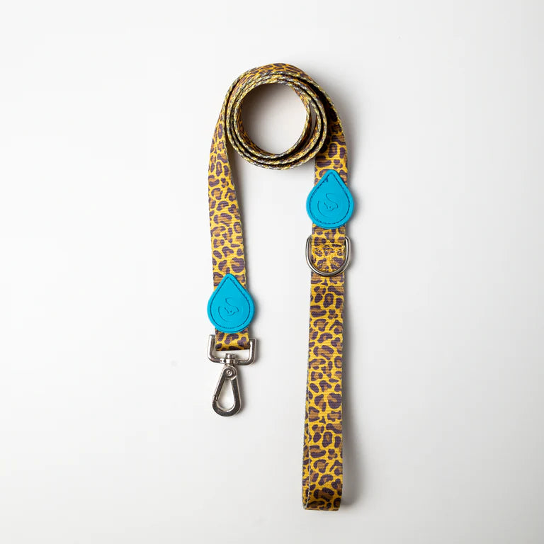 Correas Pet Find