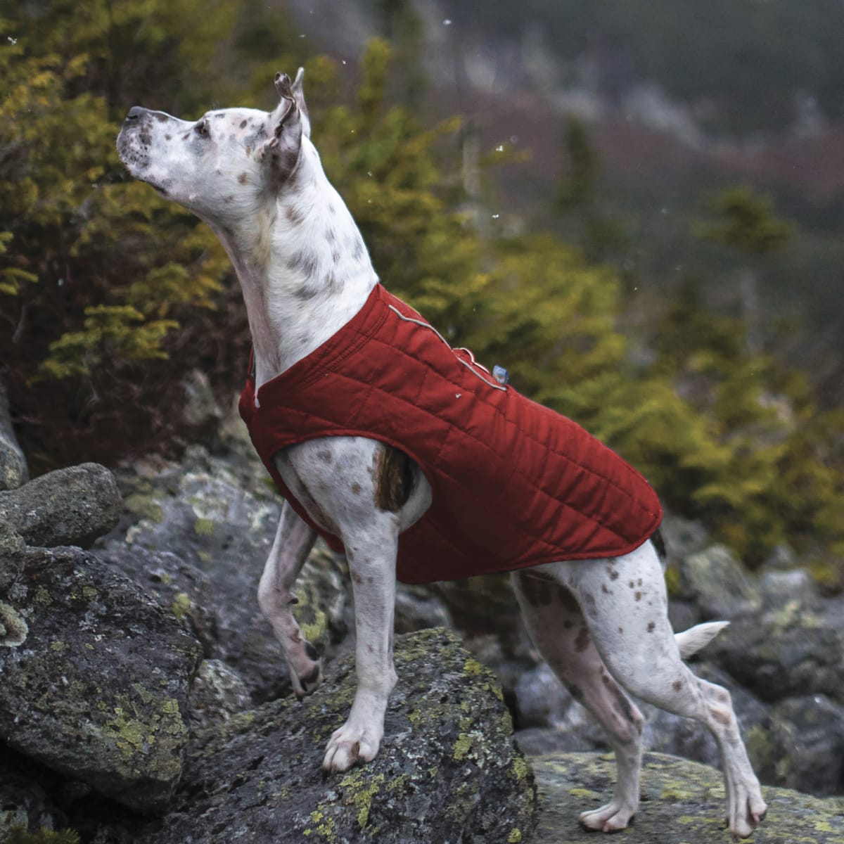 KURGO Chaqueta Loft Impermeable
