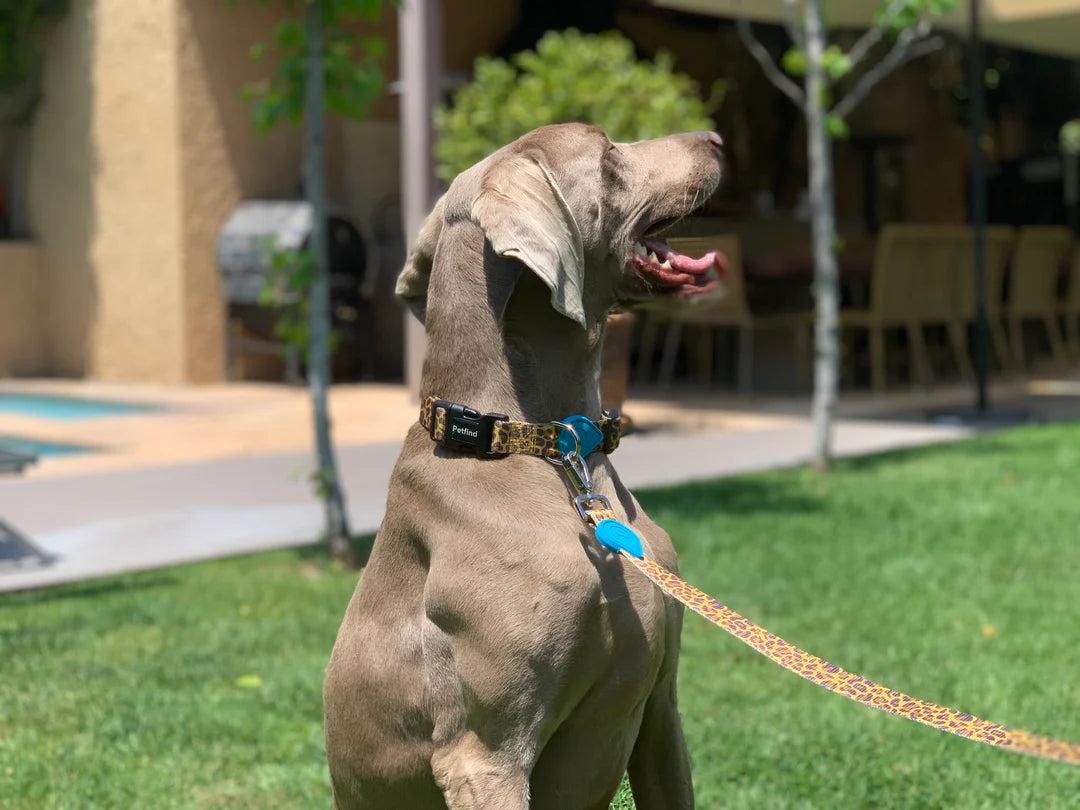 Collares Pet Find