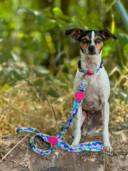 Collares Pet Find